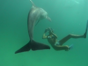 panama city dolphin swim tour handicap accessible